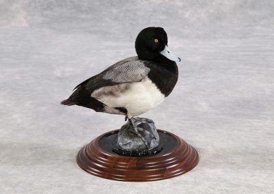 duck and waterfowl taxidermy