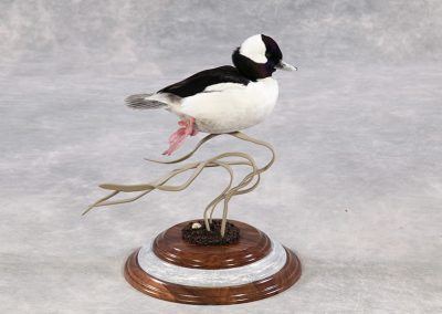 duck and waterfowl taxidermy
