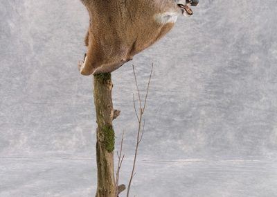 deer mounts and taxidermy