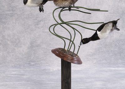 duck and waterfowl taxidermy