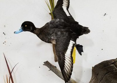 duck and waterfowl taxidermy