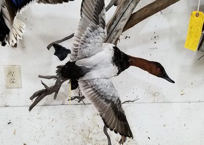 duck and waterfowl taxidermy