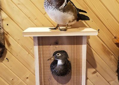 duck and waterfowl taxidermy