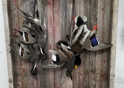 duck and waterfowl taxidermy