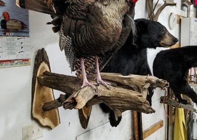 duck and waterfowl taxidermy