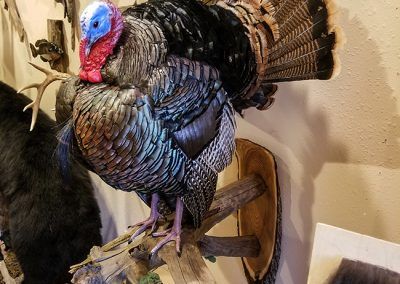 duck and waterfowl taxidermy