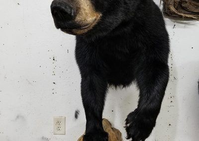 bear mounts and taxidermy