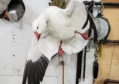 duck and waterfowl taxidermy
