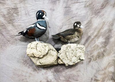 duck and waterfowl taxidermy