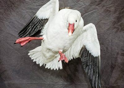 duck and waterfowl taxidermy
