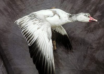 duck and waterfowl taxidermy