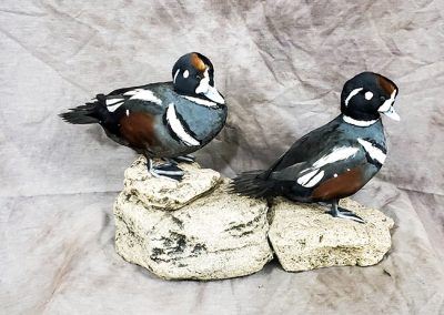 duck and waterfowl taxidermy