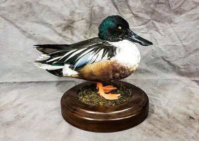 duck and waterfowl taxidermy