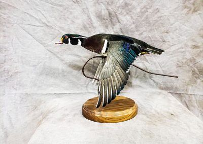 duck and waterfowl taxidermy