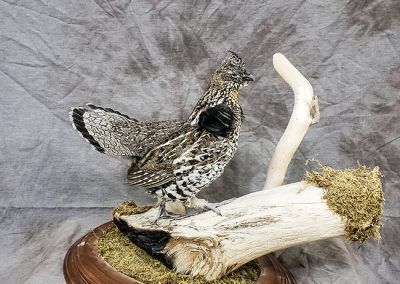 duck and waterfowl taxidermy