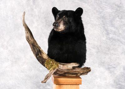 bear mounts and taxidermy