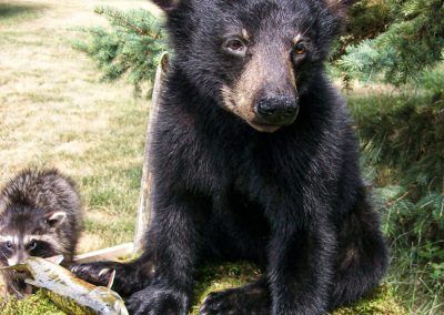 wisconsin bear mounts taxidermy