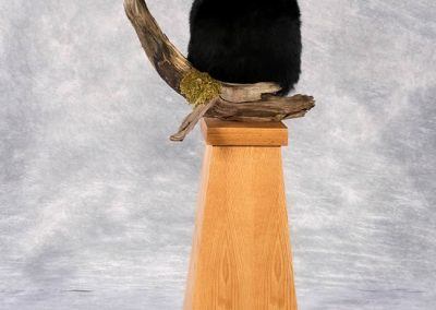 bear mounts and taxidermy