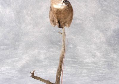 deer mount and taxidermy