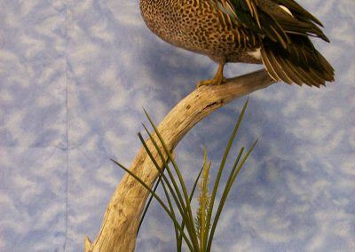 duck and waterfowl taxidermy