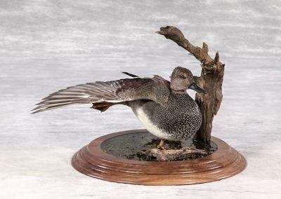 duck and waterfowl taxidermy