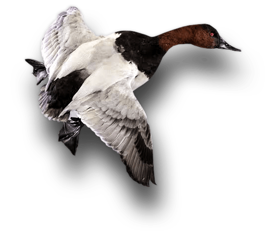 duck and waterfowl taxidermy