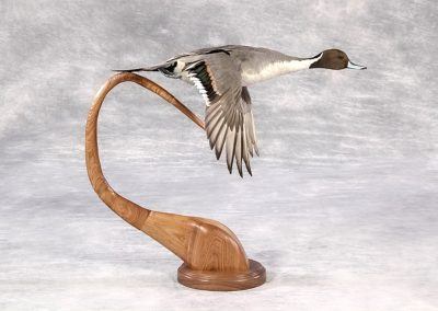duck and waterfowl taxidermy