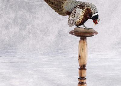 duck and waterfowl taxidermy