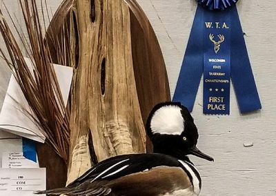 duck and waterfowl taxidermy