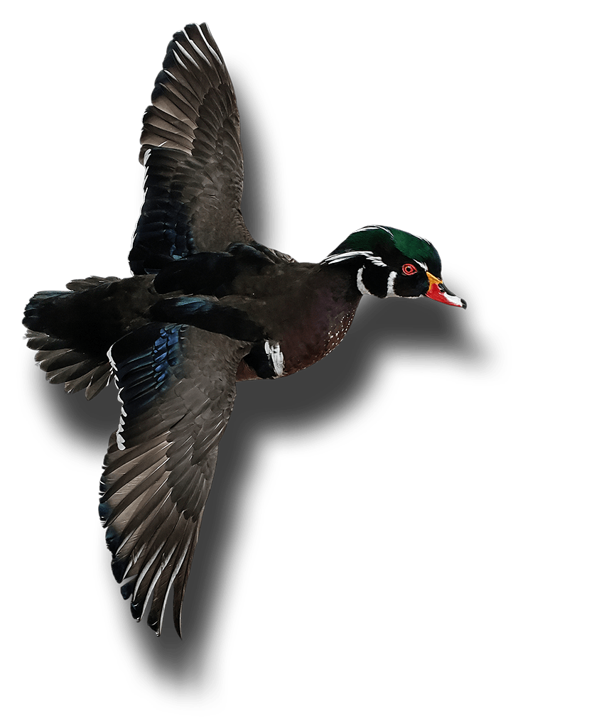 duck and waterfowl taxidermy